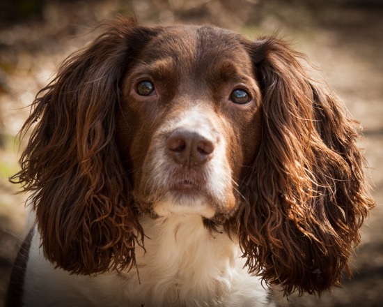 Pets portrait creative session